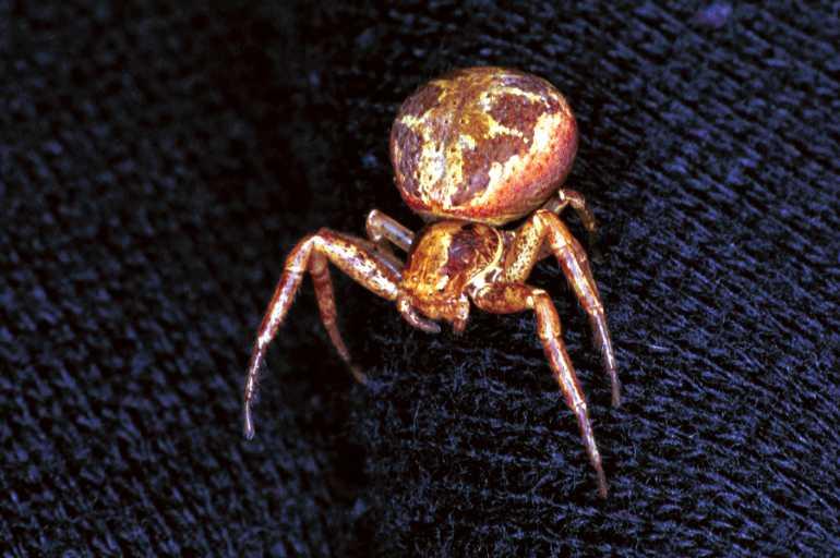 Xysticus_cristatus_F1277_Z_78_Laprade_Frankrijk.jpg