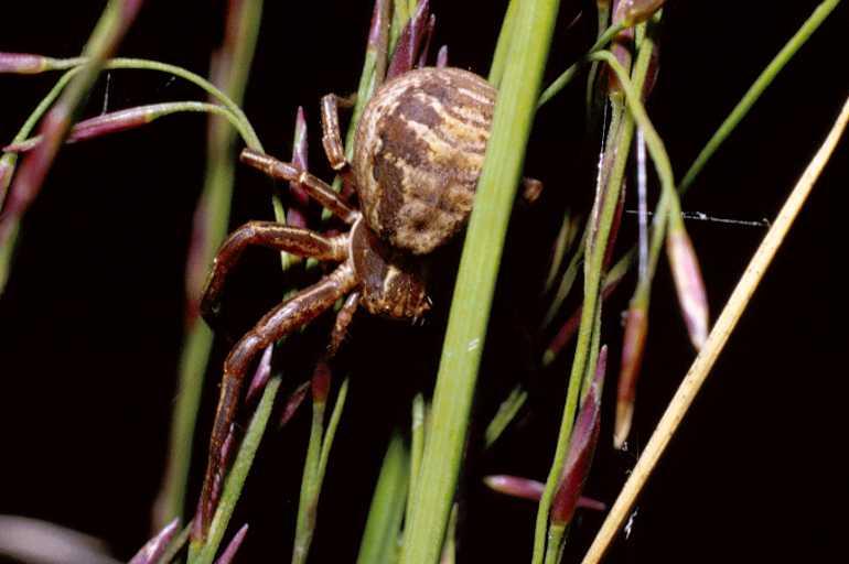 Xysticus_cristatus_P0013_Z_75_-_Frankrijk.jpg