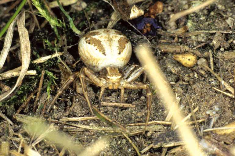 Xysticus_cristatus_P0153_Z_85_-_Zwitserland.jpg
