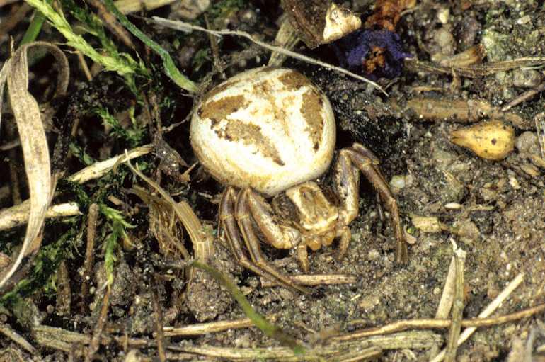 Xysticus_cristatus_P0154_Z_80_-_Zwitserland.jpg