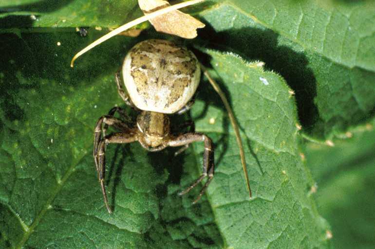 Xysticus_cristatus_P0166_Z_85_-_Zwitserland.jpg