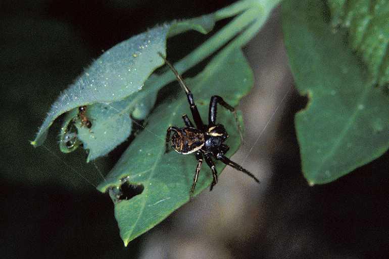 Xysticus_cristatus_P0541_Z_82_-_Frankrijk.jpg