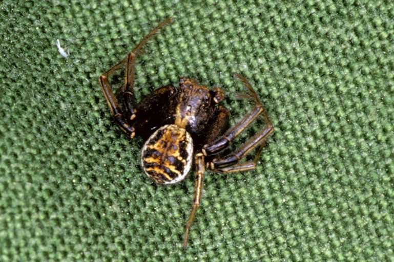 Xysticus_cristatus_P0544_Z_87_-_Frankrijk.jpg