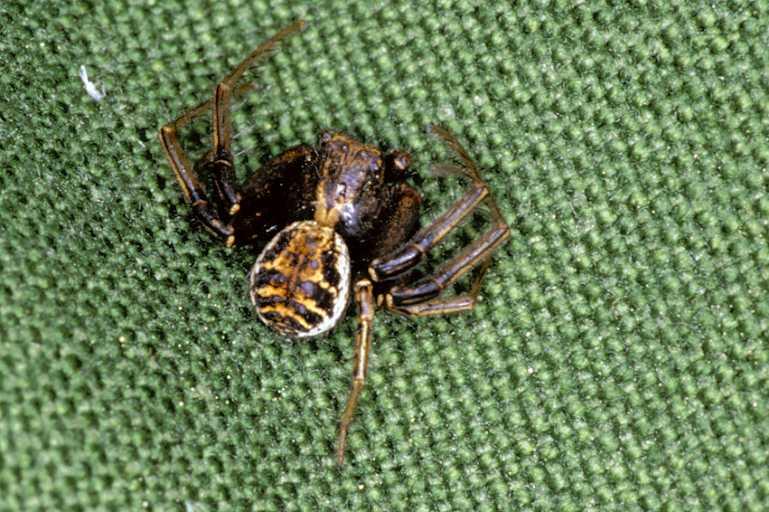 Xysticus_cristatus_P0545_Z_87_-_Frankrijk.jpg