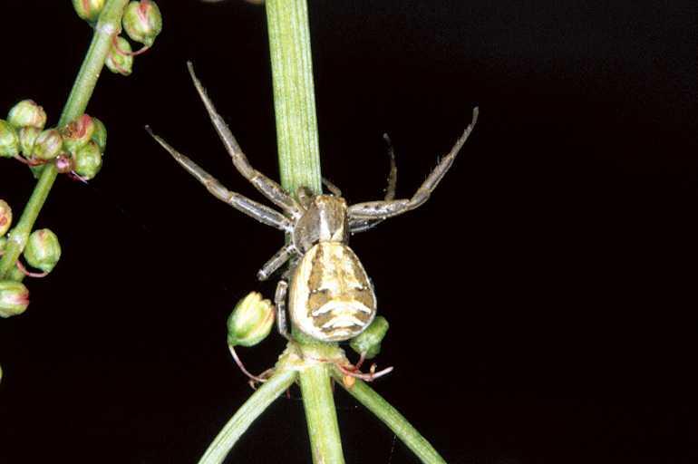 Xysticus_cristatus_P0546_Z_84_-_Frankrijk.jpg