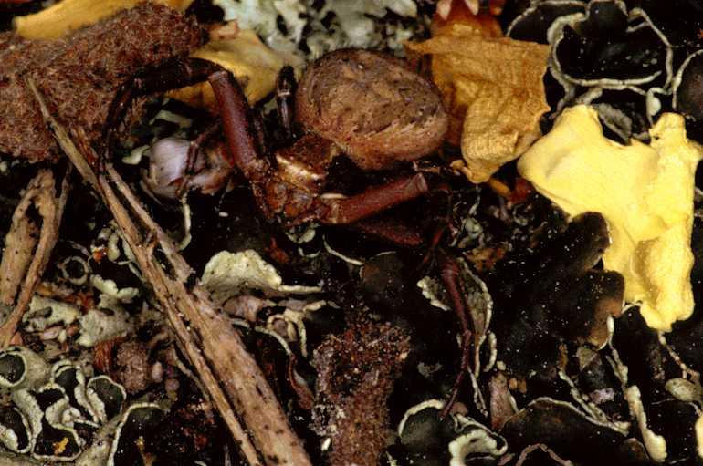 Xysticus_cristatus_P0553_Z_87_Soube_Frankrijk.jpg