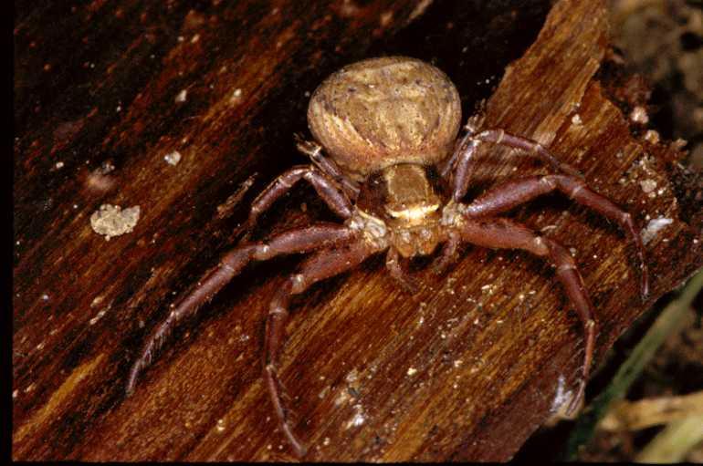 Xysticus_cristatus_P0555_Z_90_Soube_Frankrijk.jpg