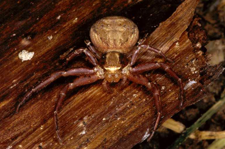 Xysticus_cristatus_P0556_Z_90_Soube_Frankrijk.jpg