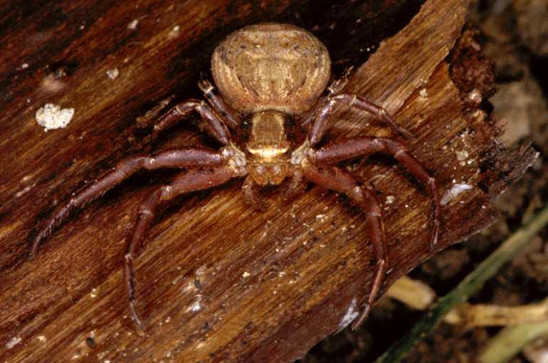 Xysticus_cristatus_P0557_Z_90_Soube_Frankrijk.jpg