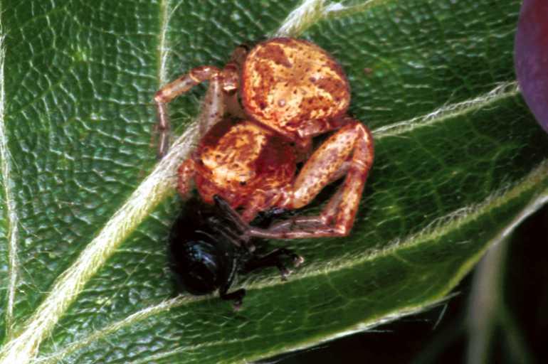 Xysticus_lanio_F1191_O_75_Laprade_Frankrijk.jpg