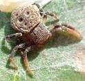 Cymbacha_ocellata_D6343_Z_86_Brisbane_Australie