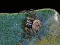 Cymbacha_saucia_D6517_Z_90_Brisbane_Australie