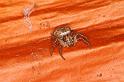 Cymbacha_saucia_D8097_Z_88_Brisbane_Australie