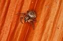 Cymbacha_saucia_D8100_Z_89_Brisbane_Australie