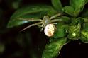Diaea_ZZ151_F0498_O_85_Brisbane_Australie