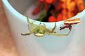 Diaea_ZZ151_RF0139_O_75_Brisbane_Australie