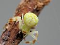 Diaea_dimidiata_D6625_O_87_Brisbane_Australie