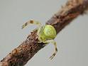 Diaea_dimidiata_D6627_O_87_Brisbane_Australie