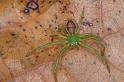 Diaea_dorsata_D4026_Z_88_Waterleidingduinen_Nederland