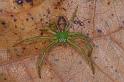 Diaea_dorsata_D4027_Z_90_Waterleidingduinen_Nederland
