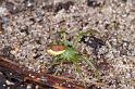 Diaea_dorsata_D4028_Z_88_Waterleidingduinen_Nederland