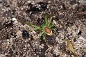 Diaea_dorsata_D4029_Z_88_Waterleidingduinen_Nederland