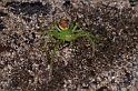 Diaea_dorsata_D4030_Z_89_Waterleidingduinen_Nederland