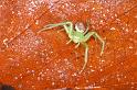 Diaea_dorsata_D4031_Z_85_Waterleidingduinen_Nederland