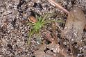 Diaea_dorsata_D4032_Z_91_Waterleidingduinen_Nederland