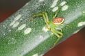 Diaea_dorsata_D4053_Z_85_Waterleidingduinen_Nederland
