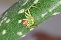 Diaea_dorsata_D4054_Z_86_Waterleidingduinen_Nederland