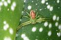 Diaea_dorsata_D4055_Z_88_Waterleidingduinen_Nederland