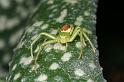Diaea_dorsata_D4056_Z_90_Waterleidingduinen_Nederland