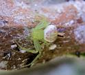 Diaea_evanida_D5988_Z_86_Rockhampton_Australie