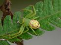Diaea_evanida_D6590_Z_90_Brisbane_Australie