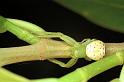 Diaea_evanida_F0617_Z_80_Emerald-Clermont_Australie