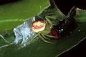 Diaea_evanida_F0694_Z_80_Giru_Australie