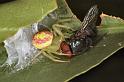 Diaea_evanida_F0695_Z_85_Giru_Australie