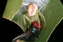 Diaea_evanida_RF0365_O_85_Giru_Australie