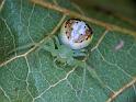 Diaea_prasina_D6470_Z_90_Brisbane_Australie