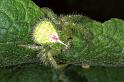 Heriaeus_hirtus_F1102_Z_88_Vernet-les-Bains_Frankrijk