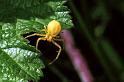 Misumena_vatia_F0031_Z_75_-_Frankrijk