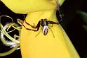 Misumena_vatia_F1107_Z_78_Vernet-les-Bains_Frankrijk
