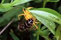 Misumena_vatia_F1205_Z_75_Laprade_Frankrijk