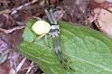 Misumena_vatia_F1232_O_82_Laprade_Frankrijk