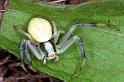 Misumena_vatia_F1234_O_87_Laprade_Frankrijk