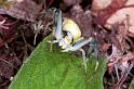 Misumena_vatia_F1235_O_87_Laprade_Frankrijk