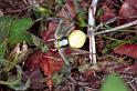 Misumena_vatia_F1236_O_84_Laprade_Frankrijk