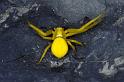 Misumena_vatia_P0571_Z_87_-_Frankrijk