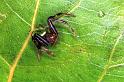 Misumenops_tricuspidatus_F0958_Z_80_Parcey_Frankrijk